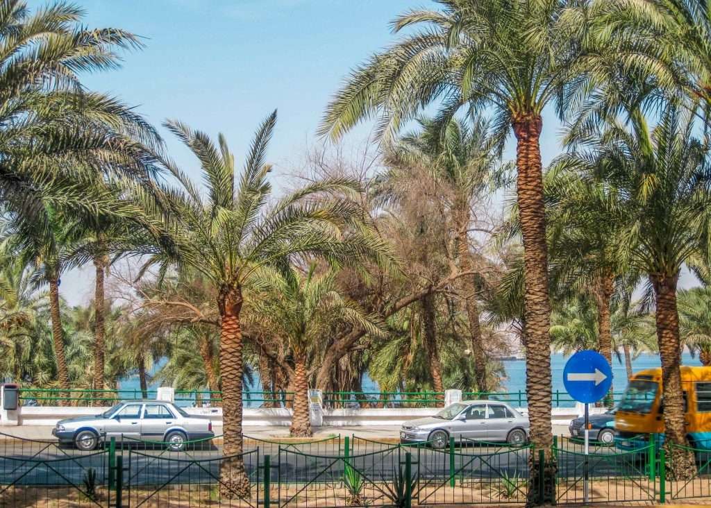 Palmtrees in coastal town Aqaba in Jordan