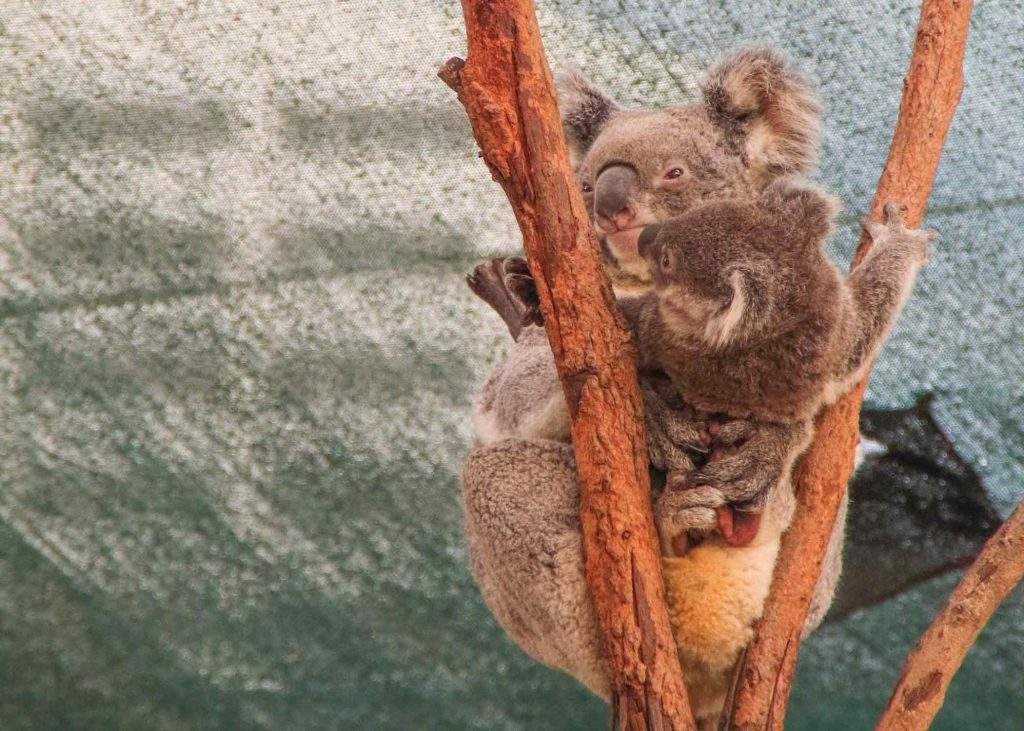 Koala in WILD LIFE Sydney Zoo - Australia