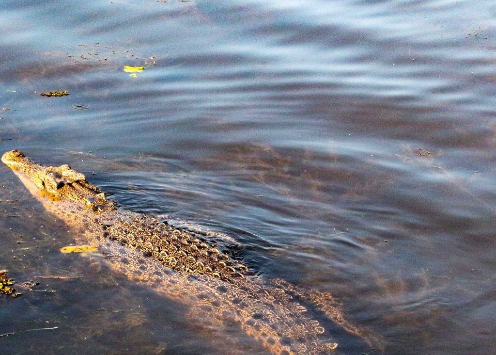 Crocodile at Cahills Crossing in Kakadu National Park - Northern Territory Australia