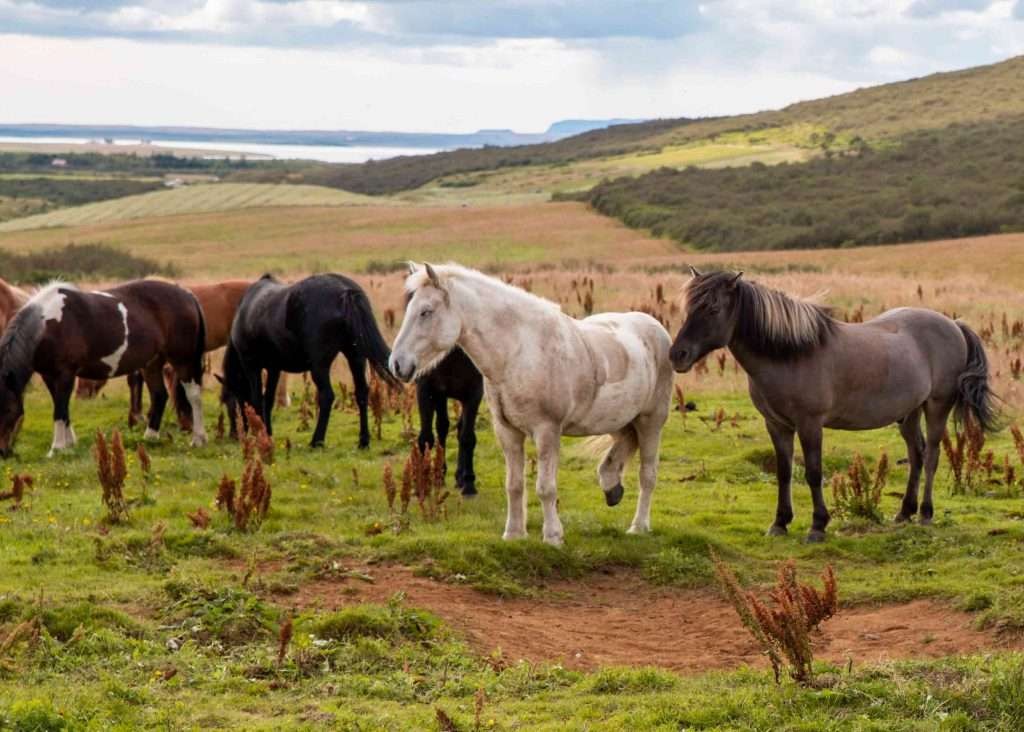 Icelandic horses at a farm in Iceland