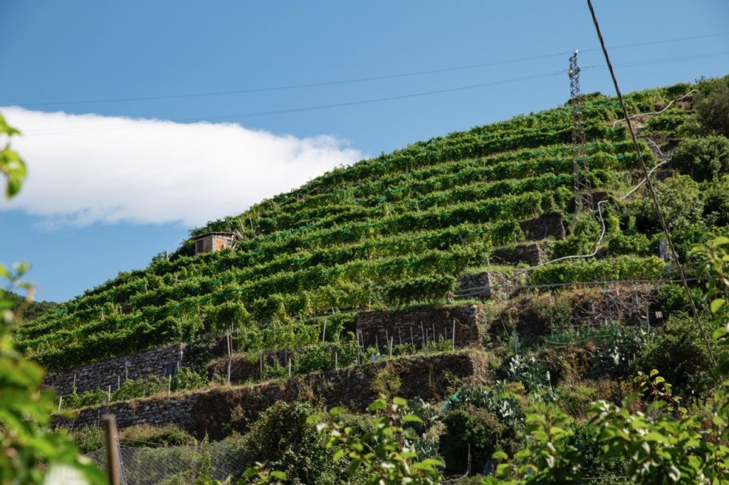 Vineyard in Cinque Terre's Manarola in Italy