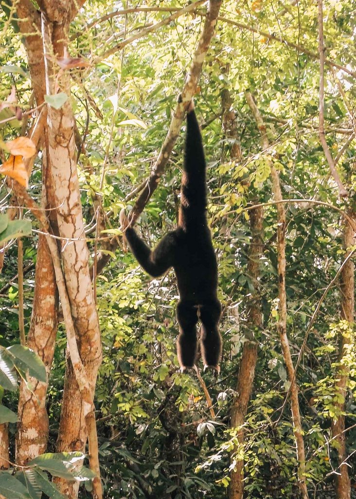 A male Gibbon in the jungle in Siem Reap - Cambodia