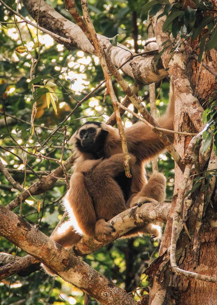 A mother and baby Gibbon in the jungle in Siem Reap - Cambodia