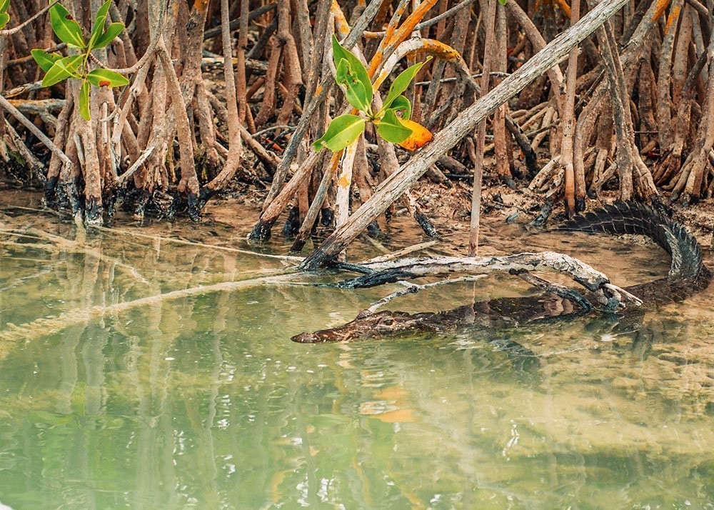 Alligator in the water of the Sian Ka'an Biosphere Reserve - Quintana Roo - Mexico