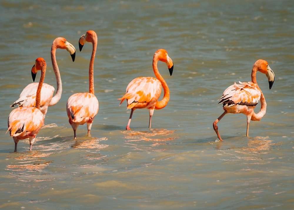 Famous Flamingos of Rio Lagartos - Mexico
