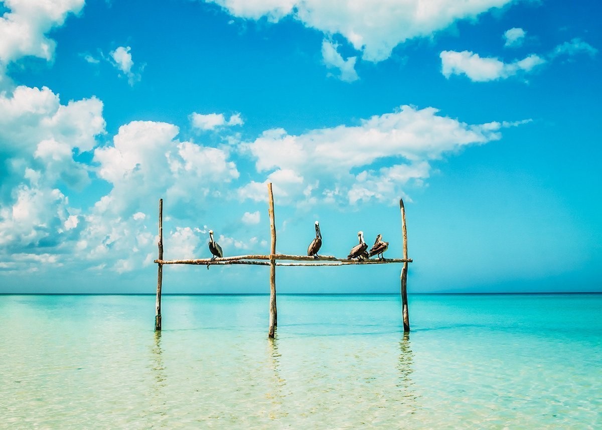 Pelicans chilling on Isla Holbox - Mexico