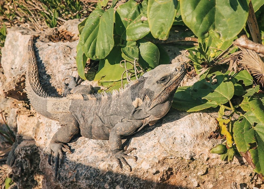 A large iguana chilling in the sun at the Xaman-Ha ruins in Playa Del Carmen in Mexico